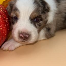 Tanner - Red merle male Australian Shepherd puppy in Asheboro, North Carolina from Stellar Aussies