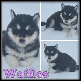 Waffles - Black and white female Siberian Husky puppy in Wheeler, Michigan from Haase Family Kennels