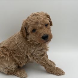 Birch - Cream male Poodle puppy in Southampton, New Jersey from Lavishly Loved Pets LLC