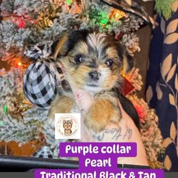 Pearl - Black and tan female Yorkshire Terrier puppy in Strunk, Kentucky from Hip Hoppin Yorkies