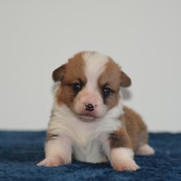 Red Male 3 - Red male Pembroke Welsh Corgi puppy in Kansas City, Missouri from Willow Creek Corgis