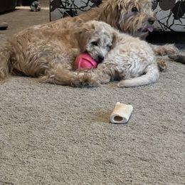 Goldendoodle All Grown Up from Henderson Farm and Home