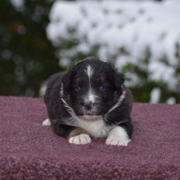 Lime - Black tri-color male Australian Shepherd puppy in Pilot, Virginia from Obsidian Australian Shepherd