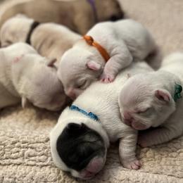 French Bulldog puppies from White Hippo Frenchies