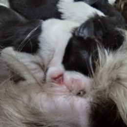 Miniature Schnauzer Puppies from Byrd's Miniature Schnauzers