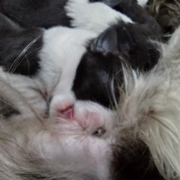 Miniature Schnauzer Puppies from Byrd's Miniature Schnauzers