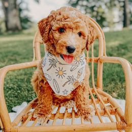 Hopsack - Apricot male Goldendoodle puppy in Jamestown, Kentucky from Dreamy Goldendoodles