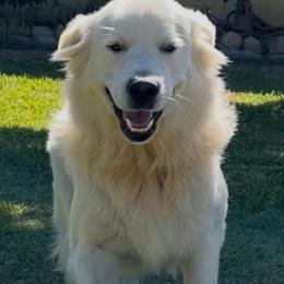Golden Retrievers from Riverside Goldens