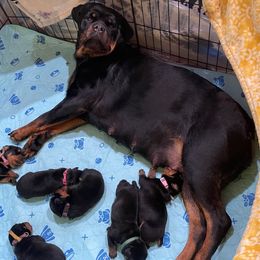 Lady - Rottweiler