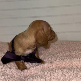 Dachshund Puppies from Wiggle Weens