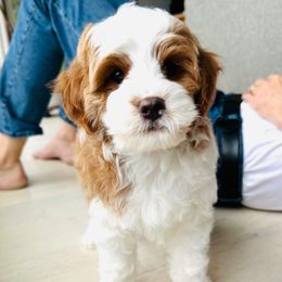 Pierre - Blenheim male Cavapoo puppy in Aiken, South Carolina from Cavapoos of the Carolinas