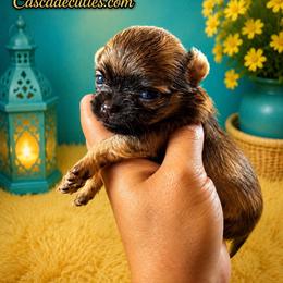Nugget - Black sabled fawn male Chihuahua puppy in Parkland, Washington from Cascades Cuties