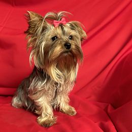Dreamer - Yorkshire Terrier
