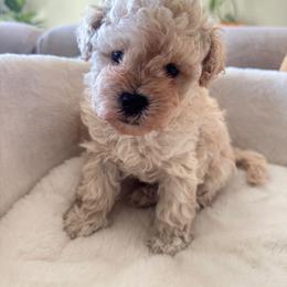 Bugatti - Cream male Maltipoo puppy in San Diego, California from Maltipoos SD