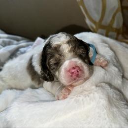 Light blue collar - Parti male Goldendoodle puppy in Sanderson, Florida from Serenity Goldendoodles