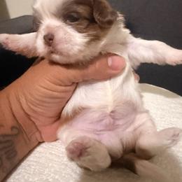 Angel G - Tricolor male Shih Tzu puppy in Apple Valley, California from Garcia_shihtzu