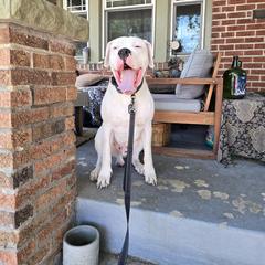 Dogo Argentino All Grown Up from Driftwood dogos