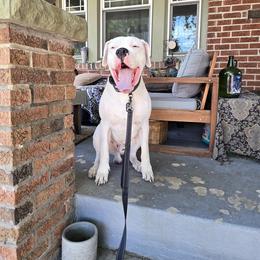 Dogo Argentino All Grown Up from Driftwood dogos