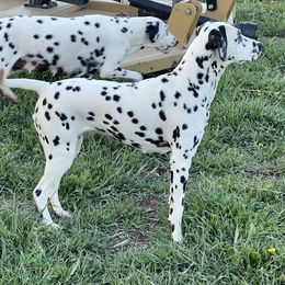 Dalmatians from DragonHeart Dalmatians
