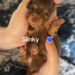 Slinky - Chocolate and tan male Dachshund puppy in Guthrie, Oklahoma from Kingdom Mini Dashchunds