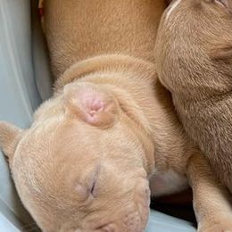 American Bullies from Golden Crescent Bullies