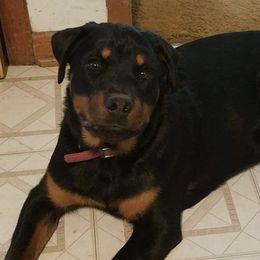 Rottweilers from L and L Rottweilers