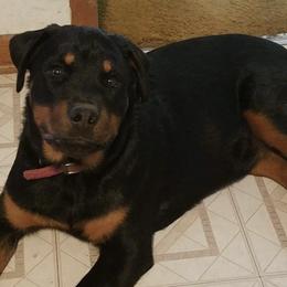 Rottweilers from L and L Rottweilers