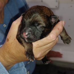 Young Black Collar - Red male Eurasier puppy in Lakewood, Ohio from Exquisite Eurasier