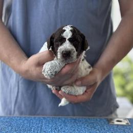 Boy 1 - male Lagotto Romagnolo puppy in Sugar Valley, Georgia from Pinnacle Farm and Kennel