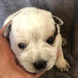 L64-04 - Red speckled male Australian Cattle Dog puppy in Sheridan, Oregon from 6pk Cattledogs