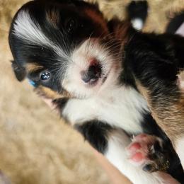 Dixie - Black tri female Miniature Australian Shepherd puppy in Dunnellon, Florida from Ever After Mini Aussies