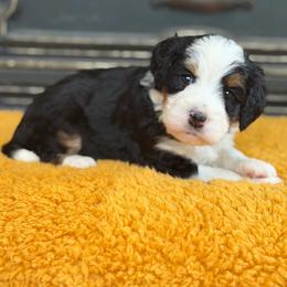 Audi - Tri-color female Bernedoodle puppy in Henry, Illinois from Rowe Farms Doodles