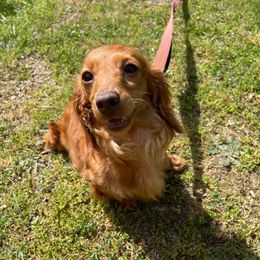 Phoebe - Red Dachshund puppy in Liberty, North Carolina from Beyond the Tail