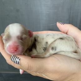 Miniature Australian Shepherd Puppies from Windy Hills Mini Aussies