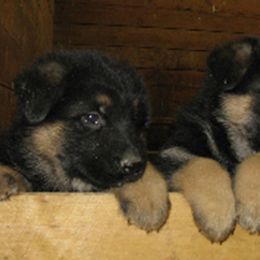  Puppies from Chinook Valley Farm