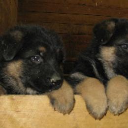  Puppies from Chinook Valley Farm