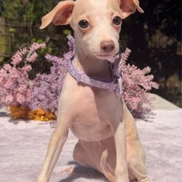 Penny - Cream female Italian Greyhound puppy in Lakeland, Florida from Elite Doxies Florida