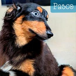 Pasco - Black tri male Miniature Australian Shepherd puppy in Punta Gorda, Florida from Christie's Creekside Aussies