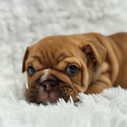 Firework - Chocolate tri-color male Bulldog puppy in Clever, Missouri from Crystals Bulldog Bungalow
