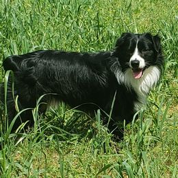 Totem - Australian Shepherd