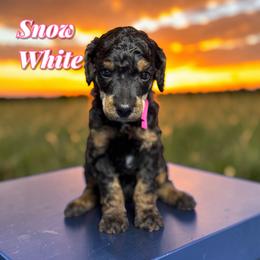 Snow White - Phantom female Poodle puppy in Pink Hill, North Carolina from Boodle's Standard Poodles