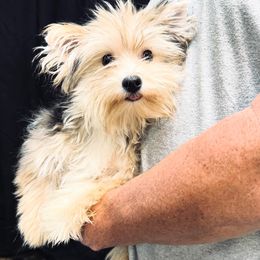Yorkshire Terrier Puppies from Voss Yorkies
