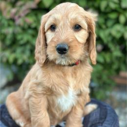 Miata - Red  female Goldendoodle puppy in Chelan, Washington from North Cascades Doodles