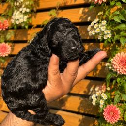 Jack - Orange Collar Boy - Black male Goldendoodle puppy in Yakima, Washington from HoneyPaw Doodles