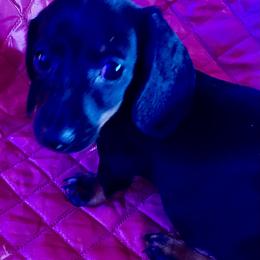 Regan - Black and tan male Dachshund puppy in Pennsville, New Jersey from Bay Acres Dachshunds