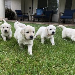 Golden Retriever Puppies from Dream Goldens