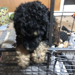 Poodle Puppies from Tails Up Standard Poodles