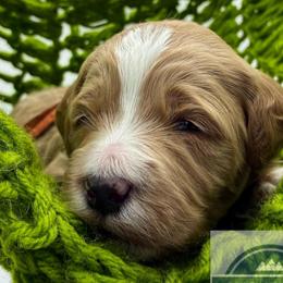 Orange Boy - Red  male Goldendoodle puppy in Travelers Rest, South Carolina from Bailey Mountain Doodles