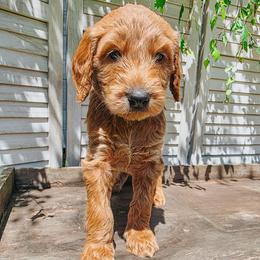 Cloudy - Cream female Goldendoodle puppy in Everett, Washington from Big Top Doodles