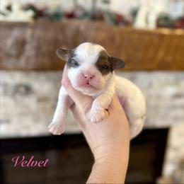 Velvet - Merle female Cavapoo puppy in Midland, Michigan from Northern Charm Farm